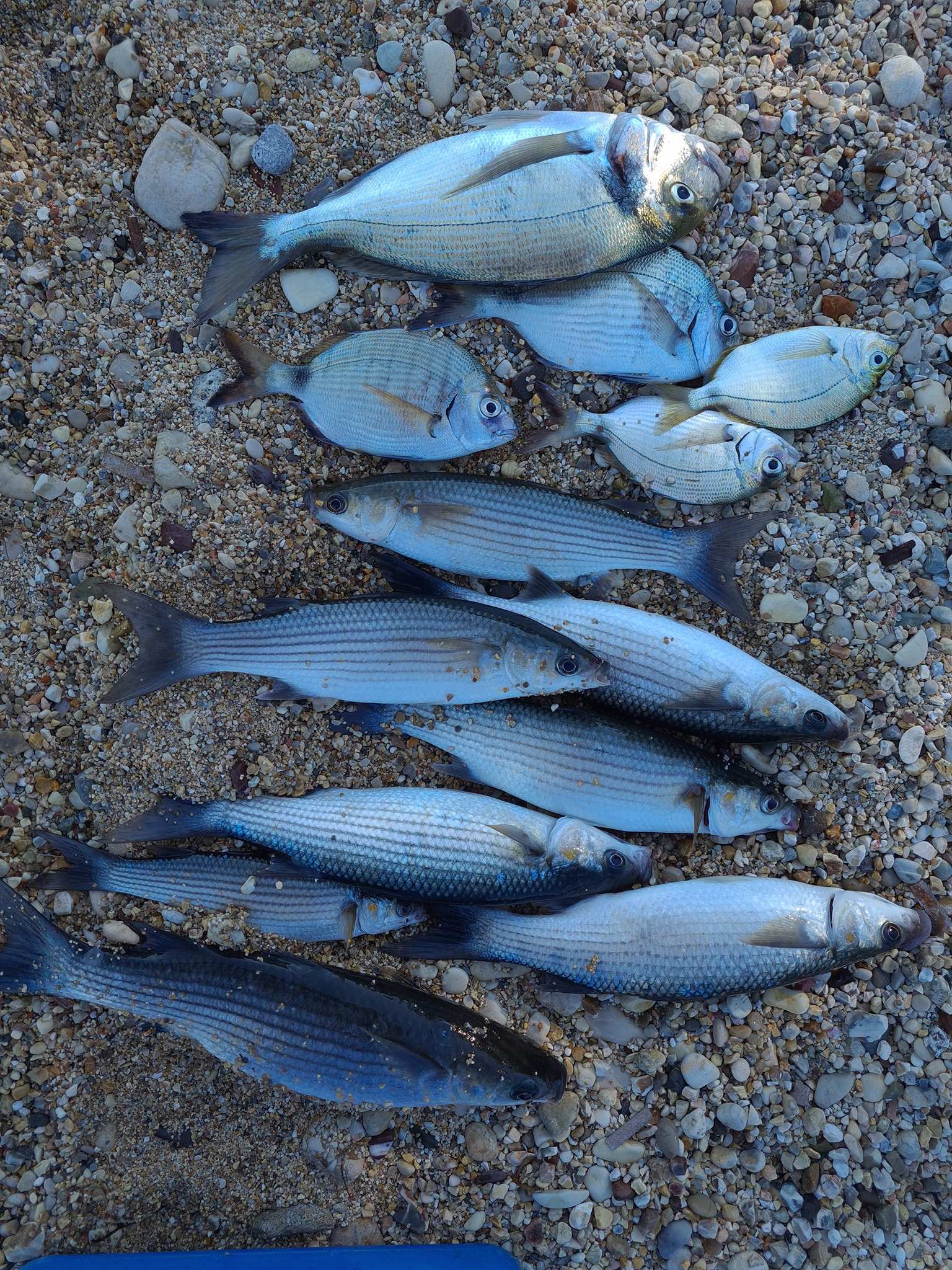 Whitefish and grayling on the rocky banks